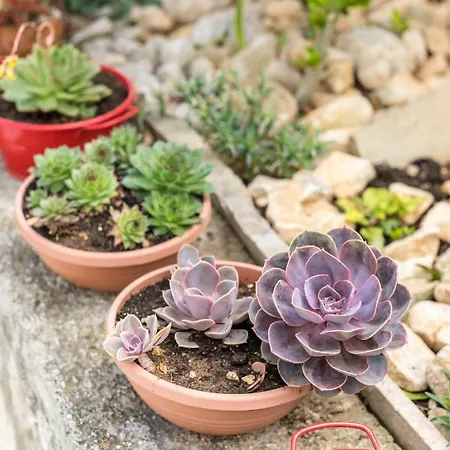 Rogulj トロギール